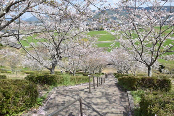 和泉式部公園　桜
